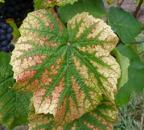 מחסור-במגנזיום